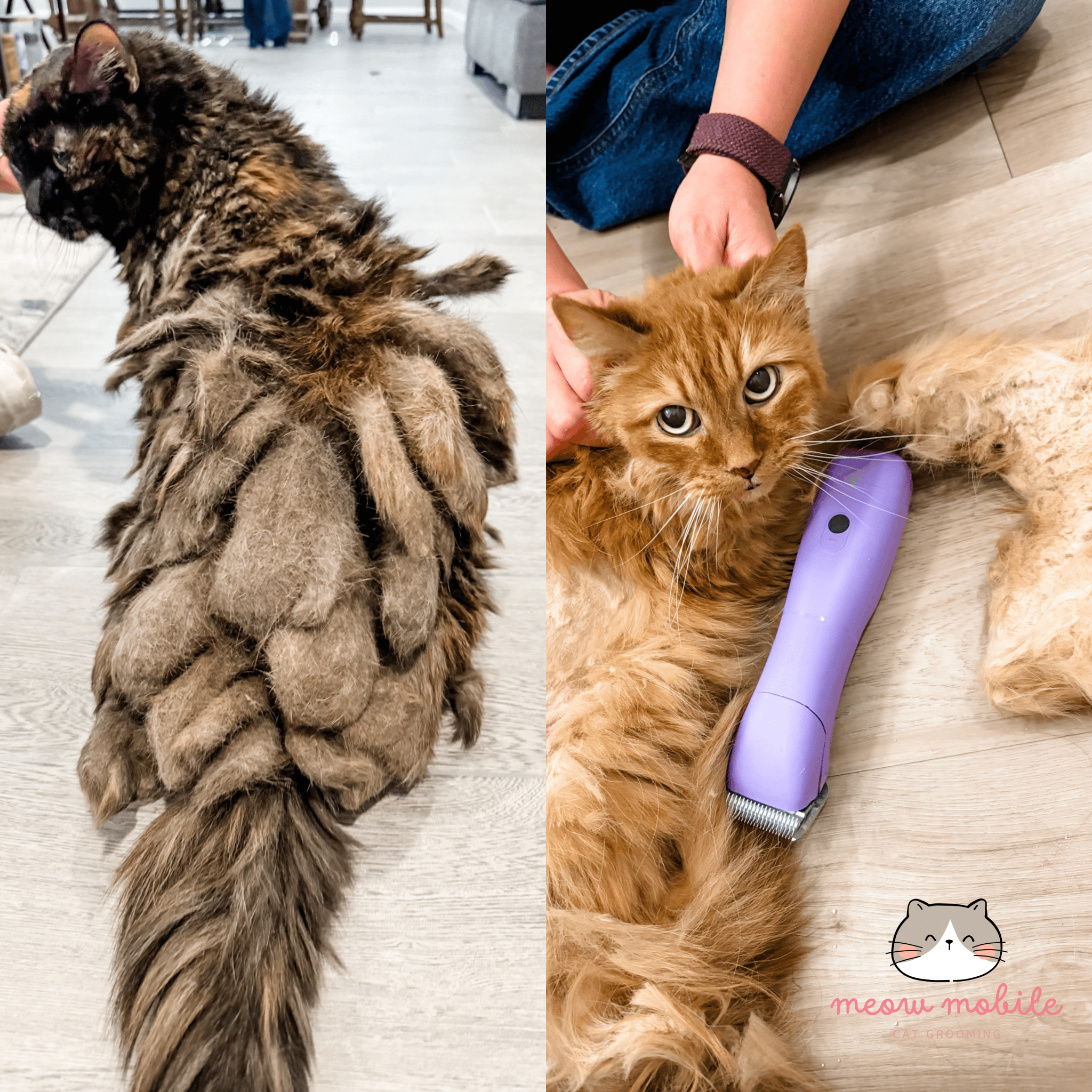 Cat Groomer – Your East and West Valley Cat Groomer